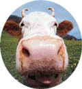 cow].jpg (3209 Х)