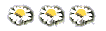 Ldaisy.gif (1095 �o�C�g)