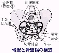 骨盤と骨盤輪の構造